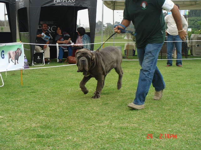 Algunas fotos del 5to match (Clase Cachorros) DSC00977