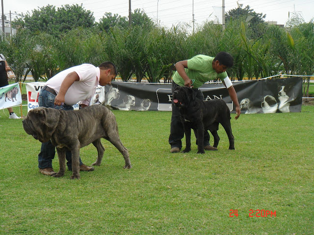 Algunas fotos del 5to match (Clase Cachorros) DSC00996