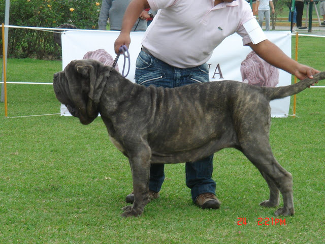 Algunas fotos del 5to match (Clase Cachorros) DSC01003