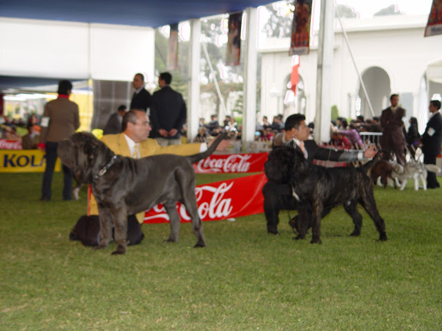 ESPECIALIZADA DE MASTIN NAPOLITANO 2010  todo un exito  (FOTOS) DSC09309