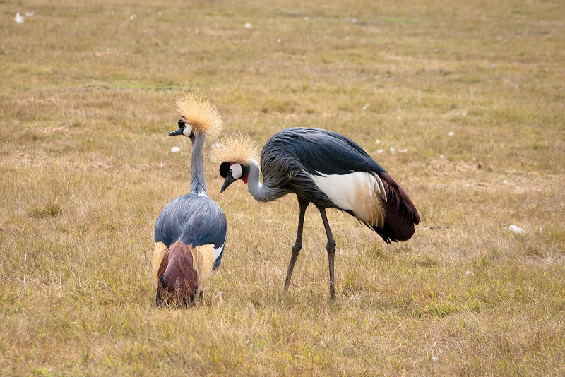 Parc de Branféré II : La Grue Couronnée CRW_0125