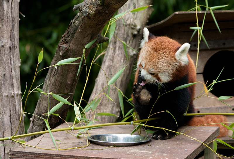 Parc de Branféré III : Le Panda Roux  CRW_0156