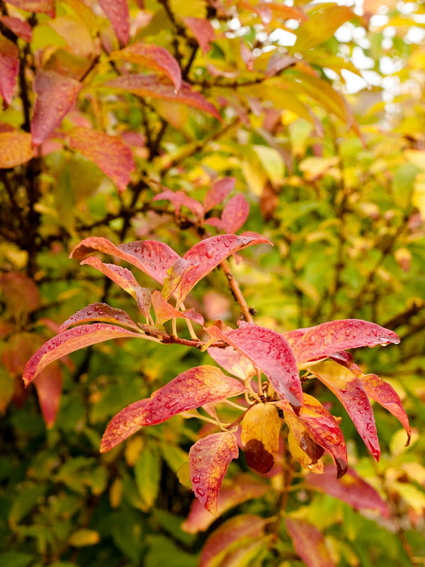 dans le jardin après la pluie... P1010954-1