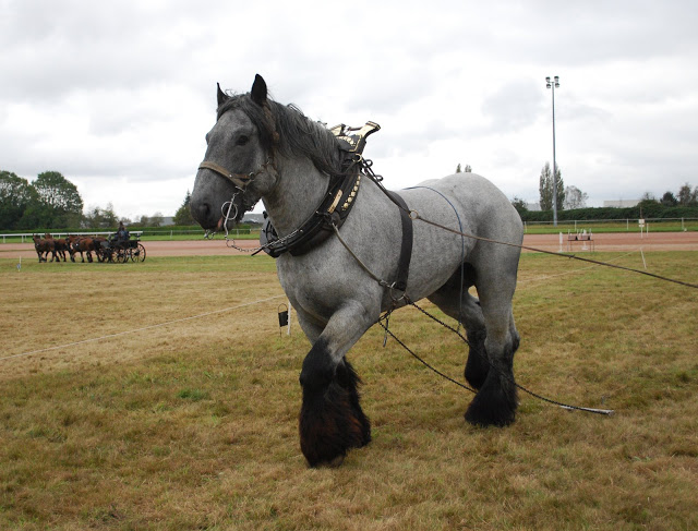 Championnat de France et journées internationales de l'attelage: Lisieux 2009 Traction%20%2849%29