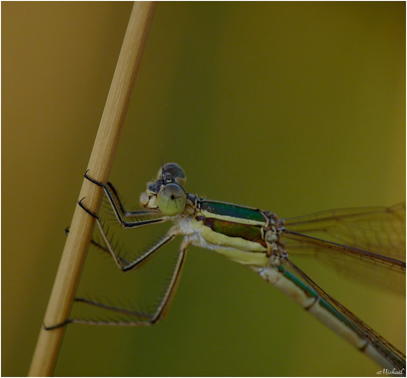 agrion en habit de lumiere Agri1