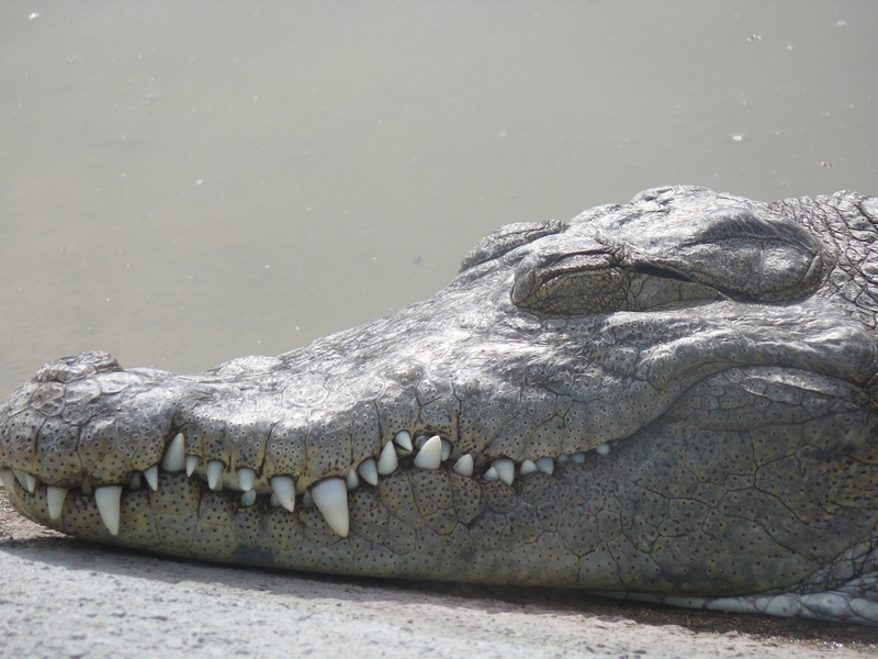 Premiers essais d'animaux au FZ-50... 2009_07_11_08_croco_1_tete_P1090075