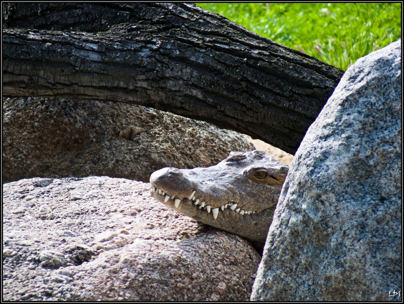 Photos du 20 septembre 2009 20090919_4_crocodile_P1140046_Lr3