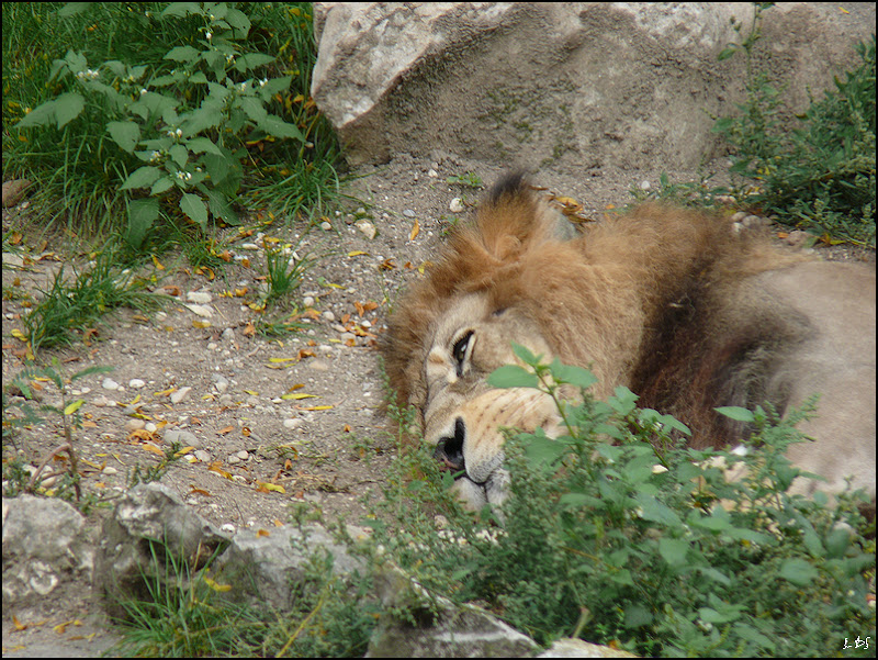 L'éveil du Lion 20090927_07_lion_TCon17_P1140581