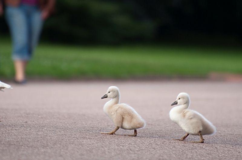 "cygneaux" et parents - 2 20100618_03_cygnes_DSC_0144