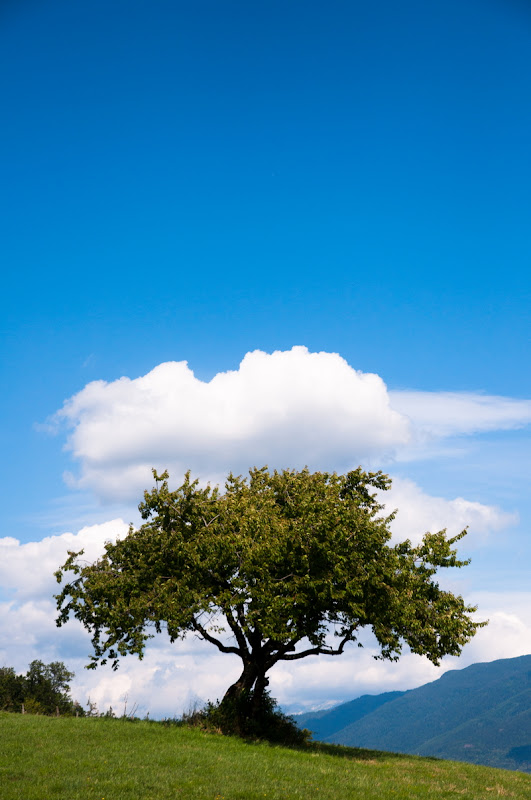 jeu(x) d'arbre(s)... 20100725_10_arbre_DSC_2558