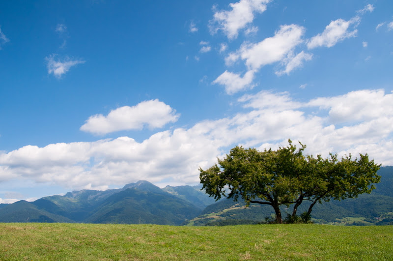 jeu(x) d'arbre(s)... 20100725_10_arbre_DSC_2584