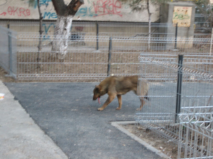 Coup de coeur,Ronnie dite Limbutza sans mandibule - TRES URGENT CHIEN EXPLUSE, Pays de l'est IMG_2822