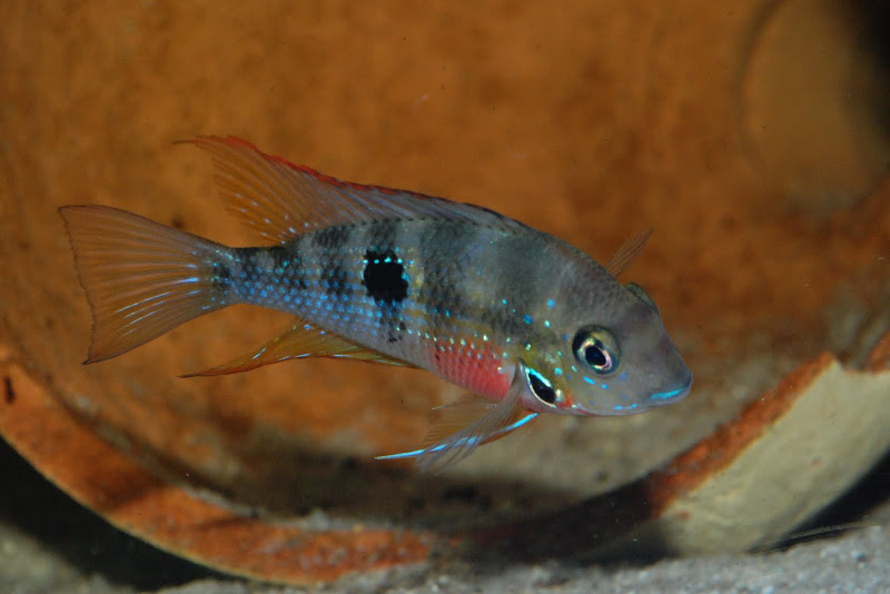 Thorichthys maculipinnis "ellioti" Tilapan Rio Tepango 2010 DSC_5854