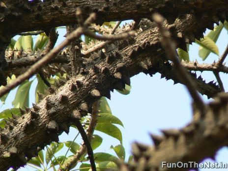 اخطر شجرة في العالم Thorny-trees-003