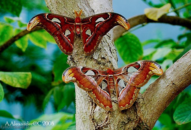 اغرب الاشياء بالعالم LargestButterfly-11