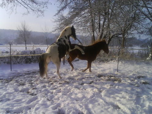 Quand deux copines se retrouvent et mettent leurs chevaux ensemble... DSC00629