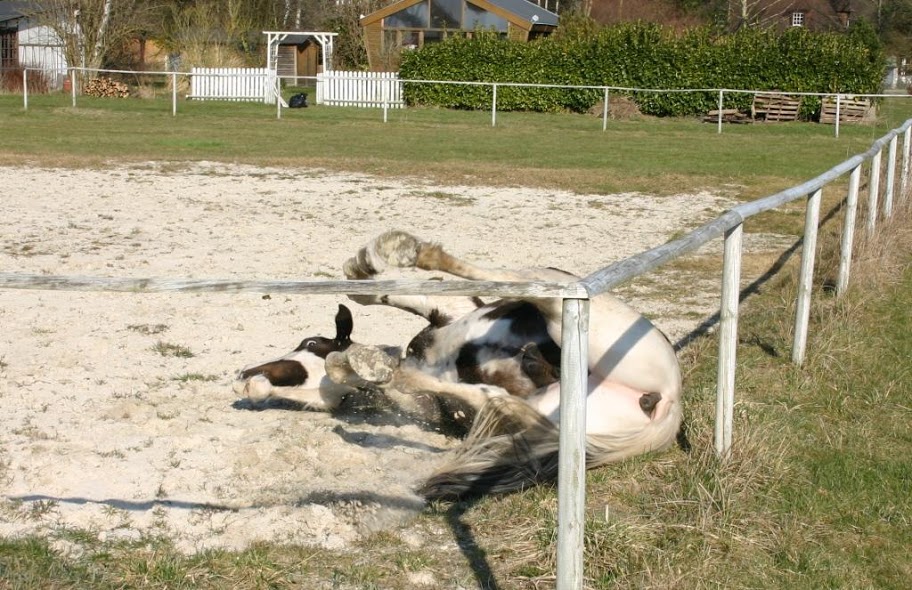 Quand deux copines se retrouvent et mettent leurs chevaux ensemble... IMG_5882%20rt