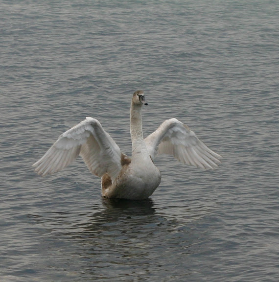 Les P'tits Zozios... Cygne