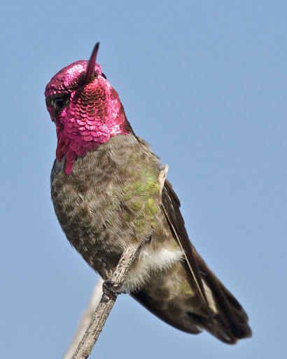 الطيــــــــــــور  - صفحة 17 Norvig-hummingbird