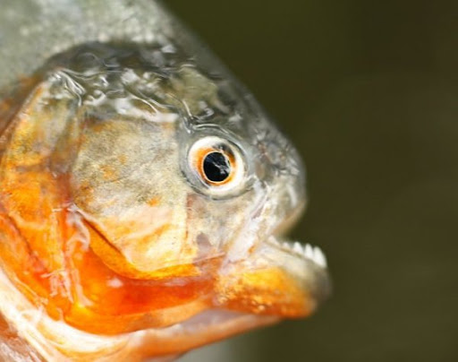 Ikan-ikan Paling Buas dan Menakutkan di Muka Bumi Ikan-buas-piranha-04