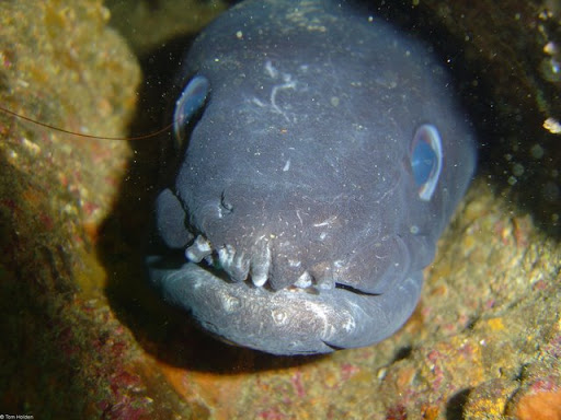 Ikan-ikan Paling Buas dan Menakutkan di Muka Bumi Ikan-buas-Conger-Eel-25