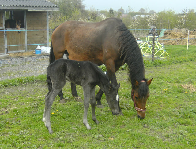 pouliche noire lusitano-dressage Ew%20026