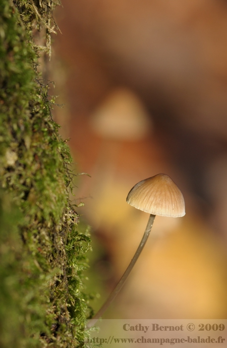 Fairling VS Kikyo Leaf Champignon-mousse-photo-macrophotographie-foret