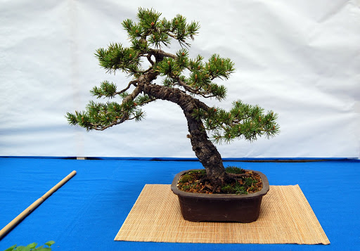 V Exposición de Bonsai y Suiseki Ciudad de Santiago - Página 2 DSC_0242