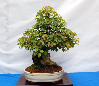 V Exposición de Bonsai y Suiseki Ciudad de Santiago - Página 3 DSC_0262