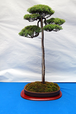 V Exposición de Bonsai y Suiseki Ciudad de Santiago - Página 3 DSC_0266