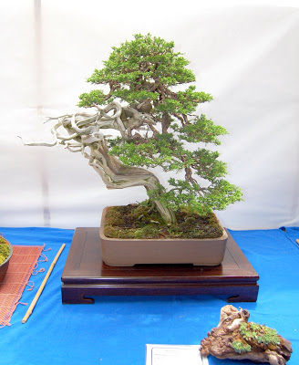 V Exposición de Bonsai y Suiseki Ciudad de Santiago - Página 3 DSC_0279