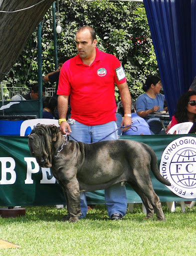 CH. BIZONTE DEL NOLANO EN EL INKAS DOG SHOW 2010 DSC09359