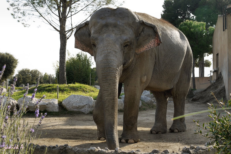 QUELQUES ANIMAUX Zoo%20de%20la%20BARBEN%20106