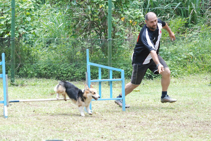 Fotos do VI Match Funny Dogs DSC_0316