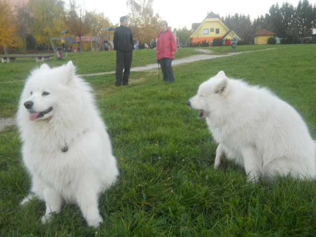 Samojed Nala%2C%20Medy%2C%20King%20012