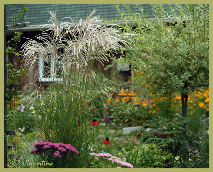 Miscanthus Kleine Fontäne GramMiscanthusKleineFontane100912_16RM