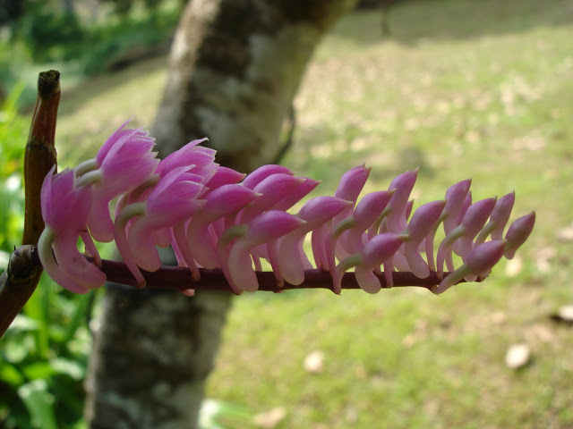 Orchidees thailandaises... DSC06781