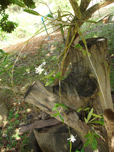 Orchidees thailandaises... DSC06773