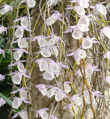 Orchidees thailandaises... Orchidee%20BKK
