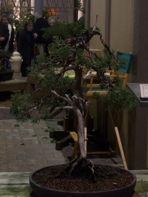 Philadelphia Flower Show Bonsai '09 Philadelphia%20flower%20show%20153