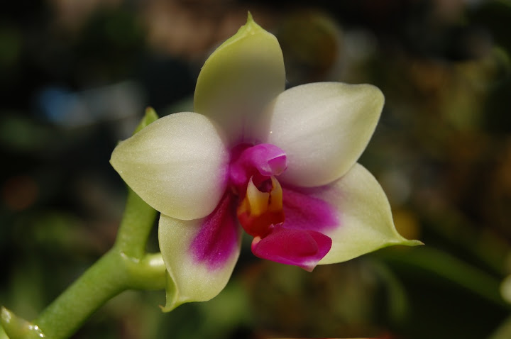 Phalaenopsis - Phalaenopsis bellina ZZ_bellina