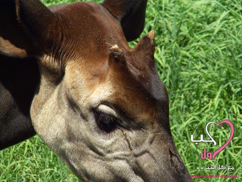 okapi نوع نادر من الزرافات 5