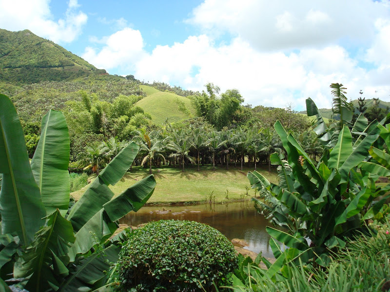 [CR] Ile Maurice DSC01704