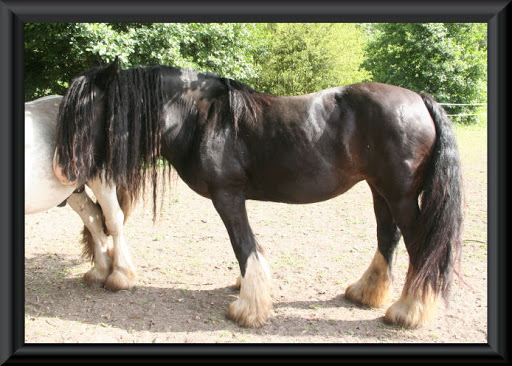 Visite aux Chevaux de Tan! 50