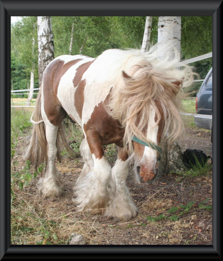 Visite aux Chevaux de Tan! 17