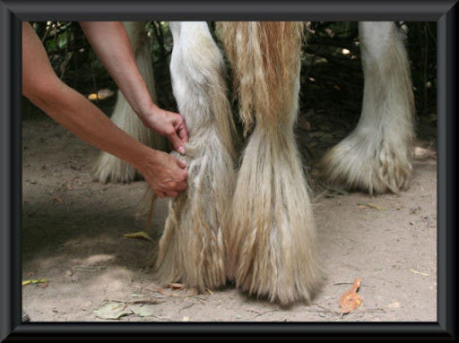 Visite aux Chevaux de Tan! 41