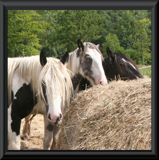 Visite aux Chevaux de Tan! 14