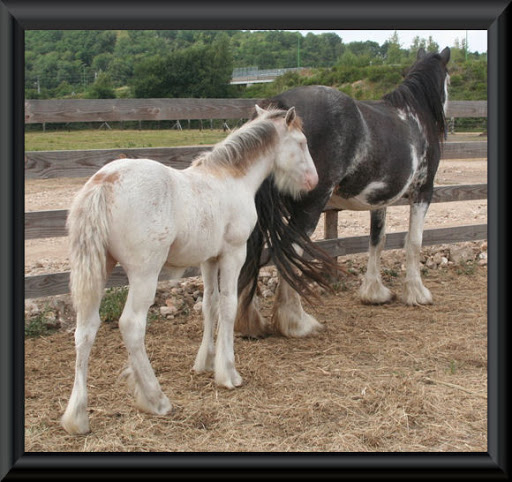 Visite aux Chevaux de Tan! 3