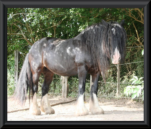 Visite aux Chevaux de Tan! 84