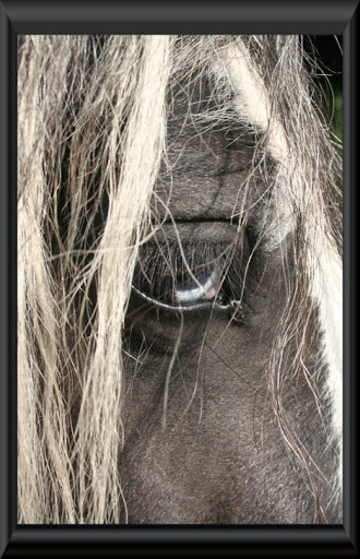 Visite aux Chevaux de Tan! 57